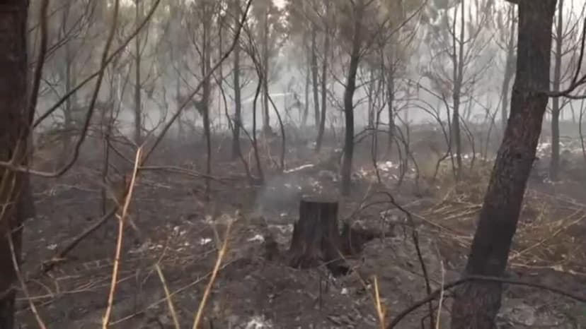 115.000 hectáreas arrasadas por los incendios forestales y más 200.000 evacuados en Francia
