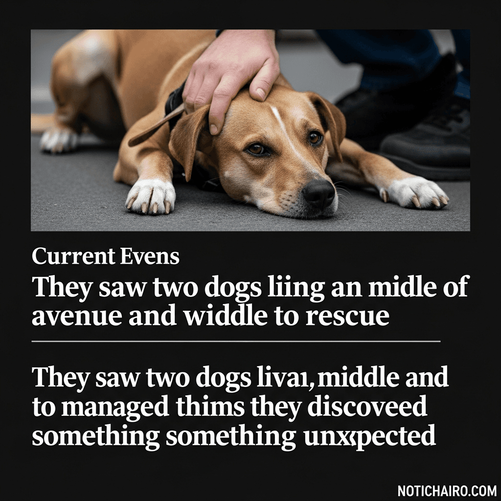Vieron dos perros tirados en medio de una avenida y cuando lograron rescatarlos descubrieron algo inesperado