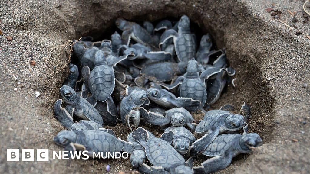 6 buenas noticias para el medio ambiente y la naturaleza en 2025