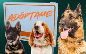 Bazar de adopción de Perritos Peregrinos en CDMX | ¿CÓMO Y CUÁNDO AYUDAR?