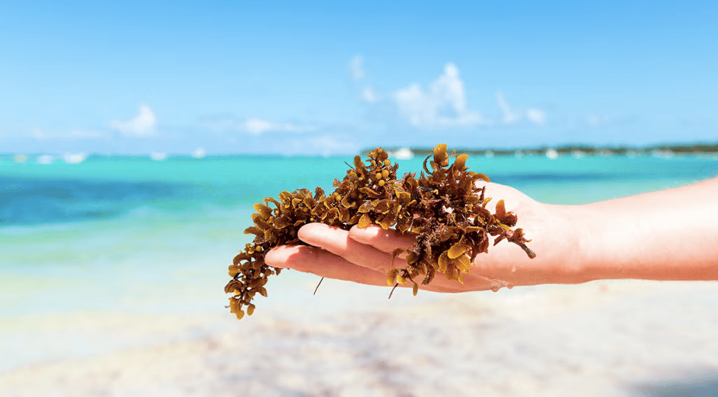 Buscan nueva estrategia para limpiar el sargazo de las playas de Quintana Roo
