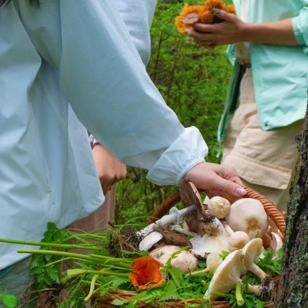 Caminatas por el bosque para recolectar hongos silvestres: checa estos recorridos en Edomex