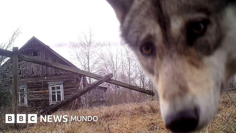 Cómo las zonas prohibidas de Chernóbil y entre las dos Coreas se convirtieron en un santuario de la vida silvestre