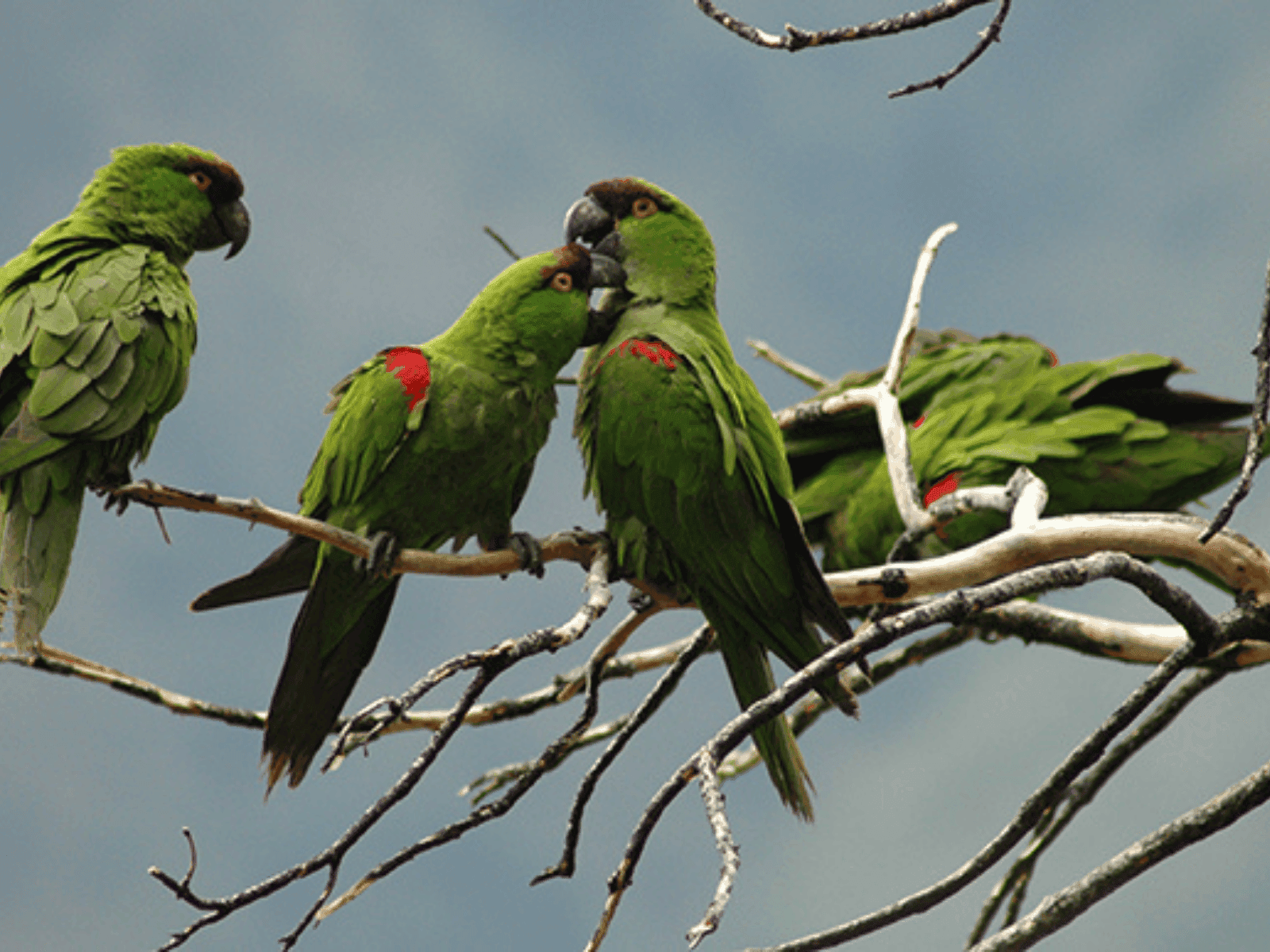 Conoce la Ruta de Observación de Aves del Noreste Mexicano