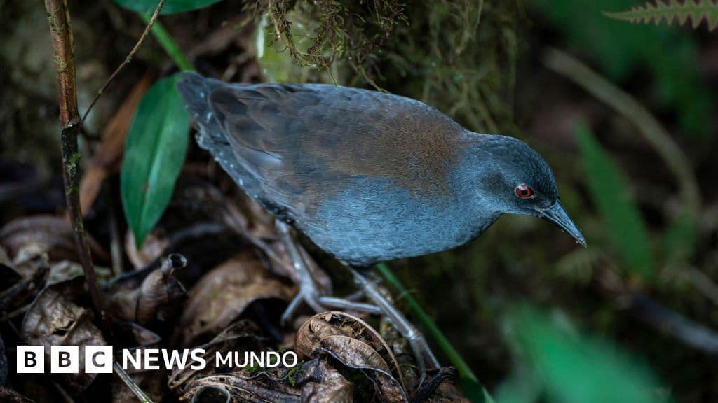 "Después de 200 años, volvemos a ver esta especie": el sorpresivo regreso de las aves perdidas a las Islas Galápagos