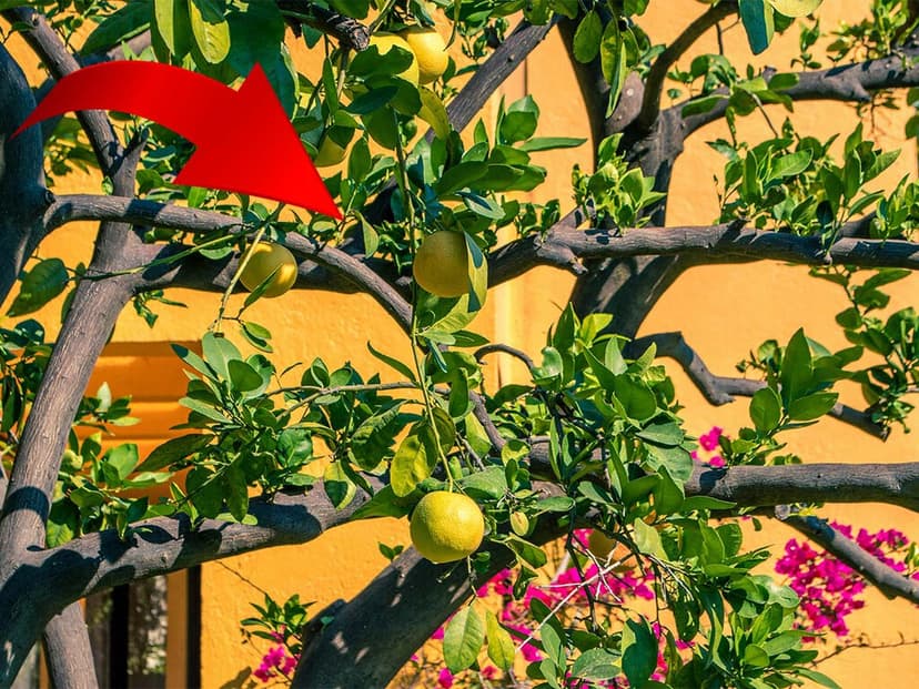 El árbol perfecto en México: da frutos todo el año, no requiere muchos cuidados y no levanta sus raíces