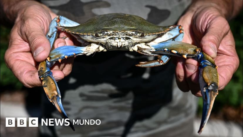 El cangrejo azul, el manjar que Venezuela tuvo que dejar de exportar a EE.UU.: "Mucha gente quedó en la calle"