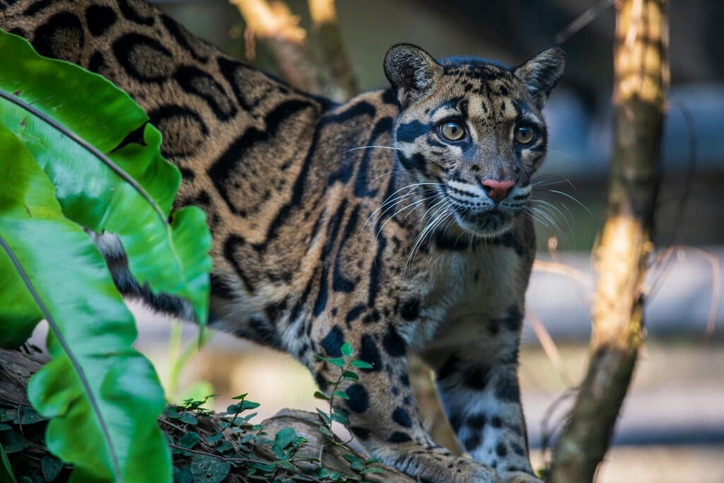 El día que capturaron imágenes inéditas del felino más raro del mundo. Fueron excelentes noticias