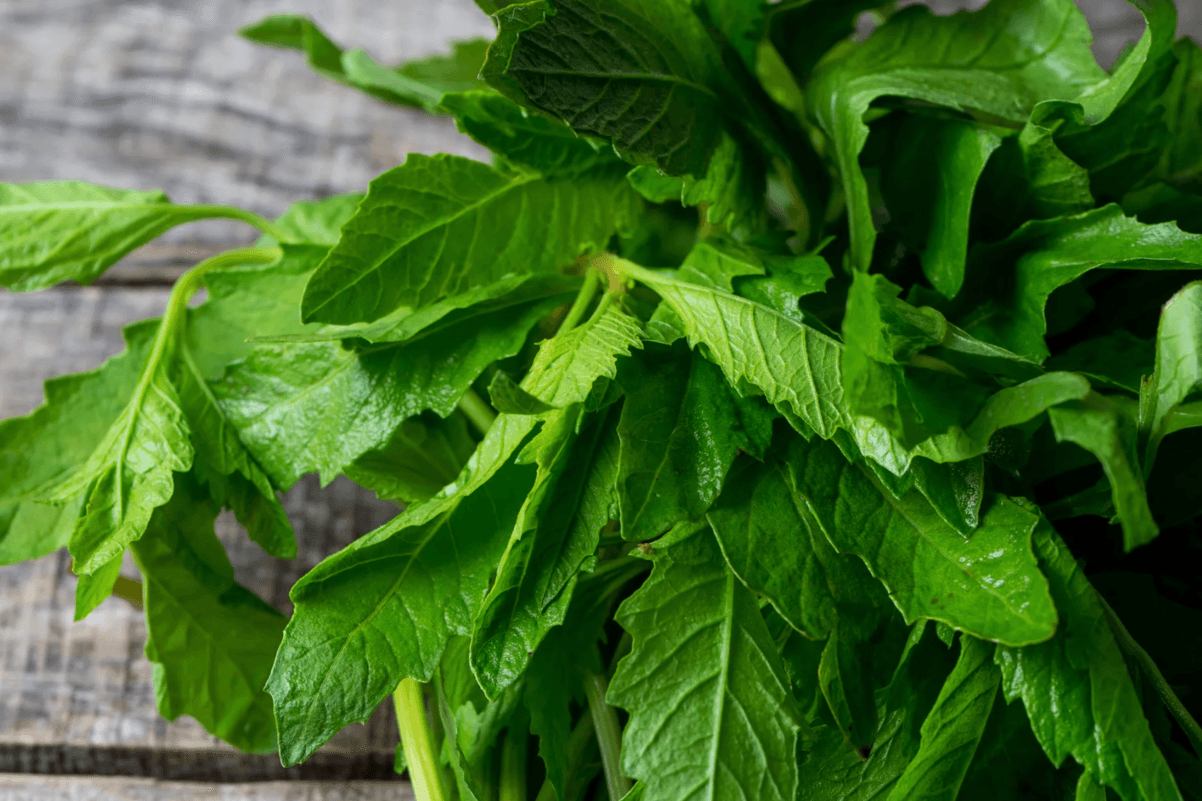 El epazote, usos y relevancia de esta hierba en la cocina mexicana