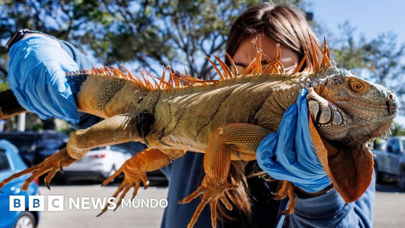 El fenómeno que explica por qué las iguanas caen de los árboles cuando hace frío en el sur de Florida