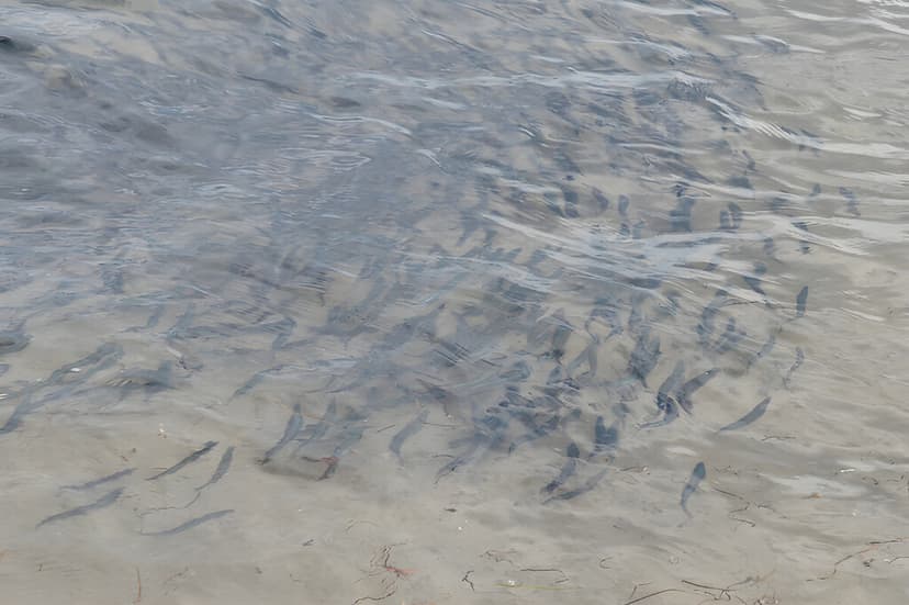 El MIT capturó la mayor matanza entre especies en el océano: solo cuatro horas bastaron para que murieran millones de criaturas