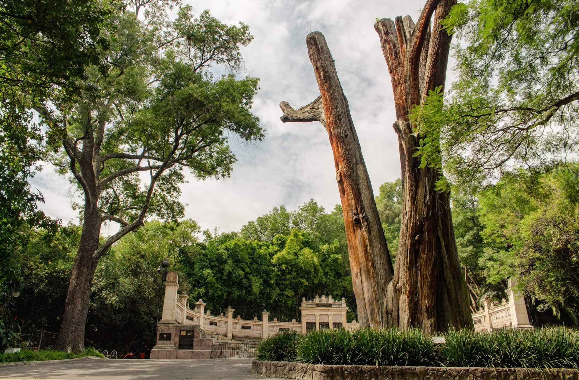 «El Sargento»: el ahuehuete que cuida al Bosque de Chapultepec desde época prehispánica