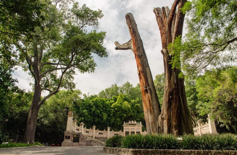 «El Sargento»: el ahuehuete que cuida al Bosque de Chapultepec desde época prehispánica
