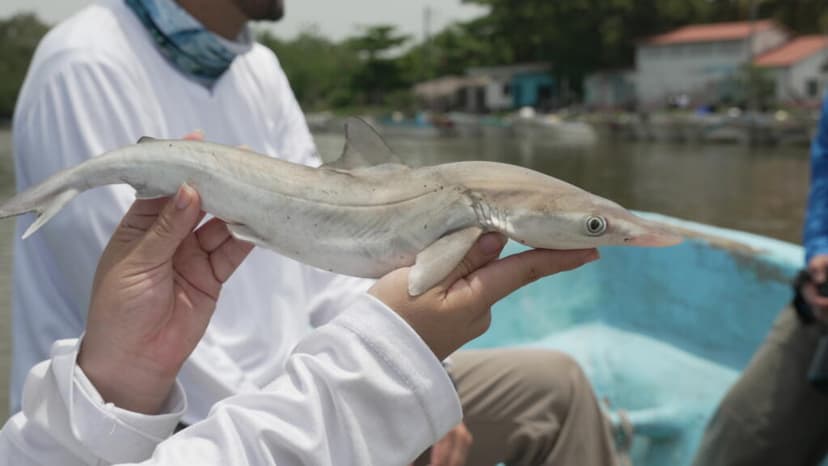 El tiburón martillo, un gigante que nace a la par de los manglares