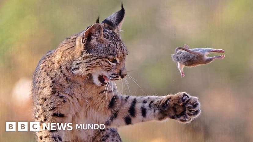En imágenes: un lince juguetón y otras espectaculares fotos de la vida silvestre