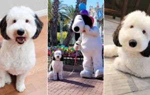 Encuentran a perrito que luce igual a Snoopy, se robó el corazón de la internet | VIDEO