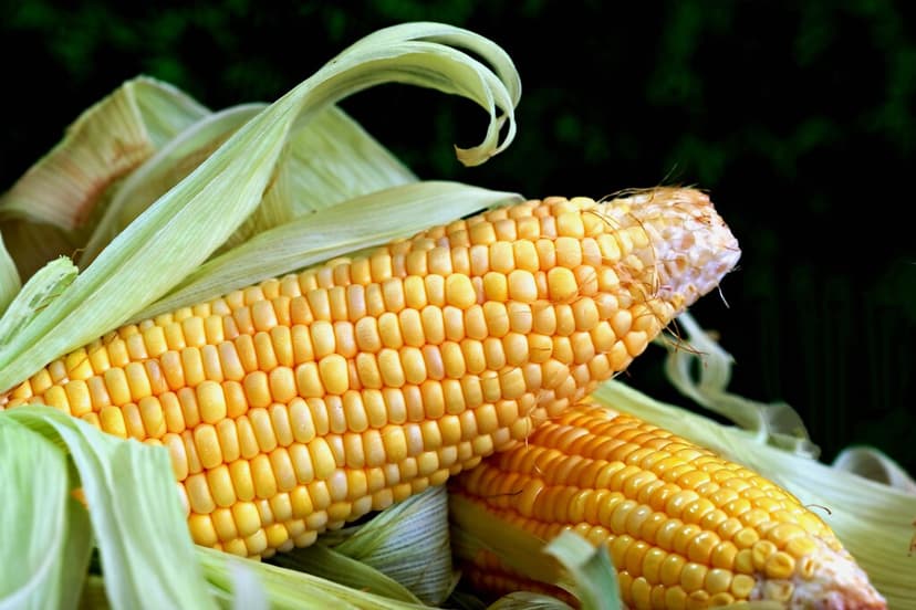 "Es como si todo el mundo dejara de desayunar": las calorias procedentes de la producción de alimentos caen en picada a medida que el mundo se calienta