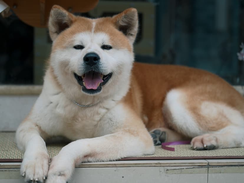 Esperó a su dueño durante casi 10 años. Hoy Hachiko tiene un nuevo homenaje más cerca de México