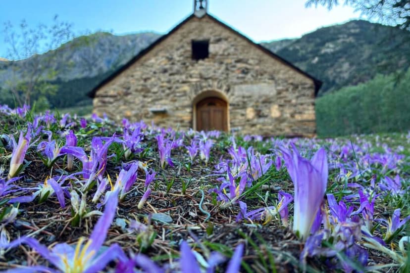 Esta planta florece después de los incendios y anuncia el cambio de estación: así es la quitameriendas