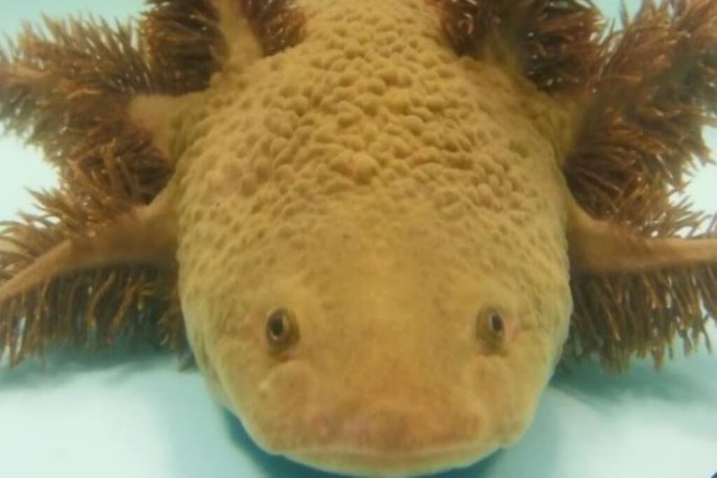 Este ajolote mexicano está en peligro de extinción y el plan para evitarlo ya está en marcha