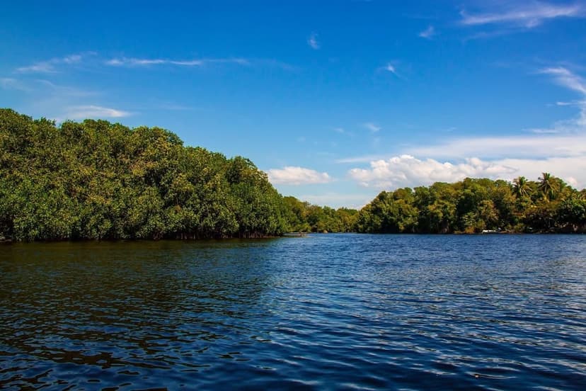 Estero El Chupadero, refugio de vida entre los manglares de Colima