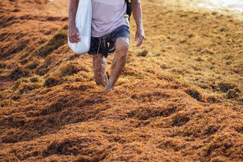 Estos son los productos que pueden elaborarse con el sargazo recolectado en Quintana Roo