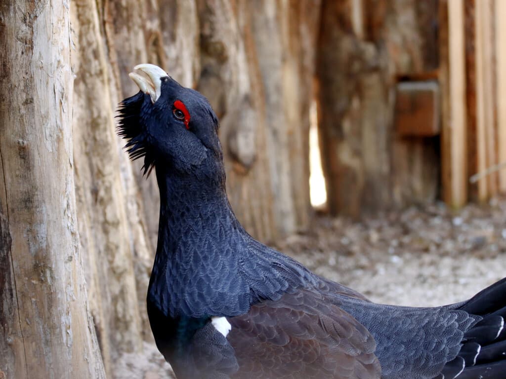 Gastaron más de cinco millones de dólares para salvar una especie en peligro: seis meses después habían perdido 29 de 30 aves