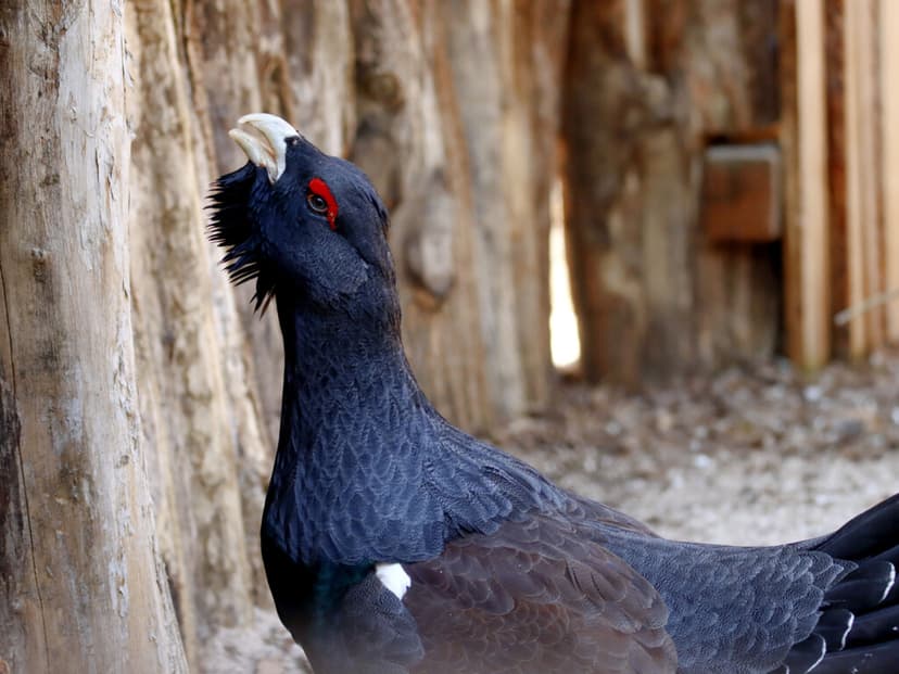 Gastaron más de cinco millones de dólares para salvar una especie en peligro: seis meses después habían perdido 29 de 30 aves