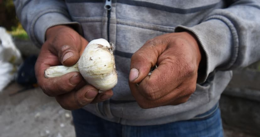 Investigadores demuestran que compuestos del ajo aumentan esperanza y calidad de vida