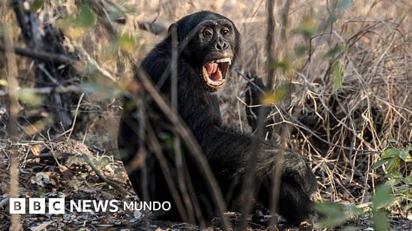 La sangrienta "guerra civil" que los científicos registraron en un grupo de chimpancés