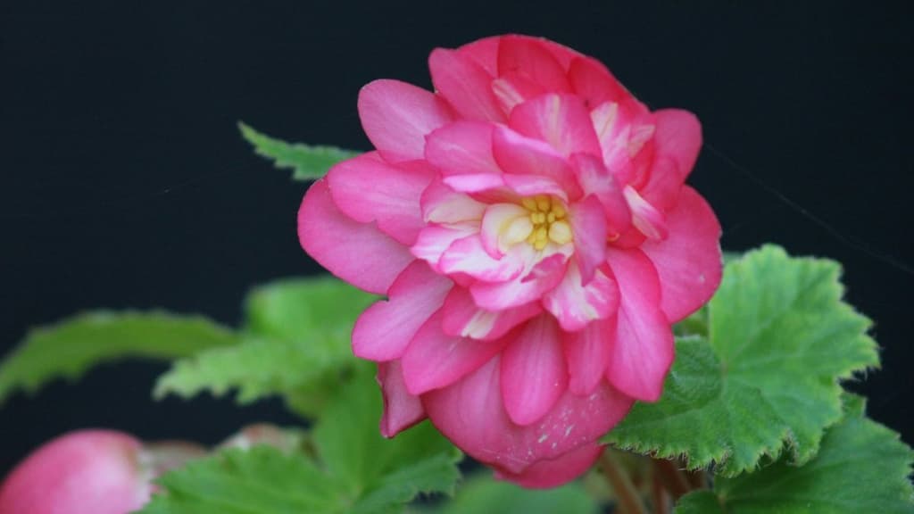 Lánzate al Jardín Botánico de la UNAM y disfruta del plan más cool para el 14 de febrero