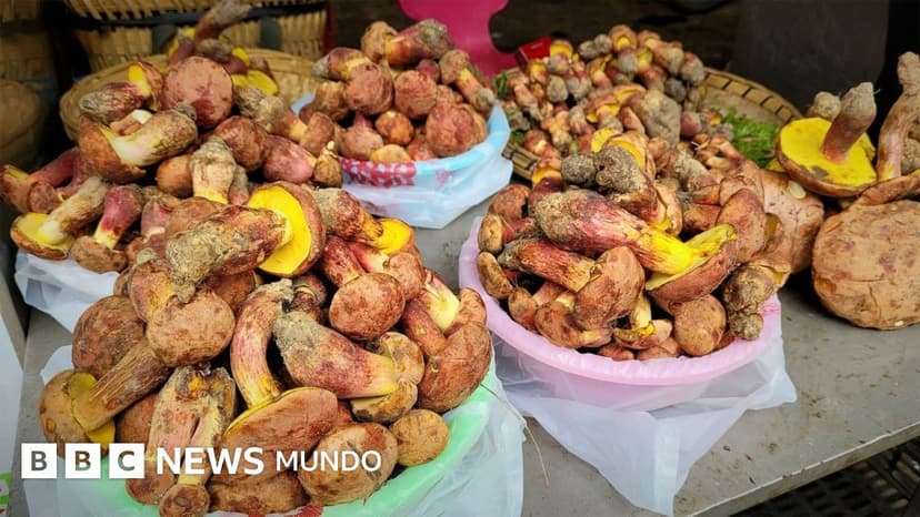 Los científicos que buscan descifrar el misterio de los hongos que hacen alucinar a la gente con humanos diminutos