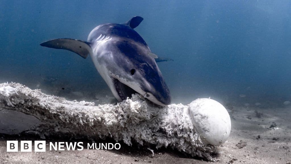 "Los contenedores de basura del océano": la dieta salvaje de los tiburones más temibles