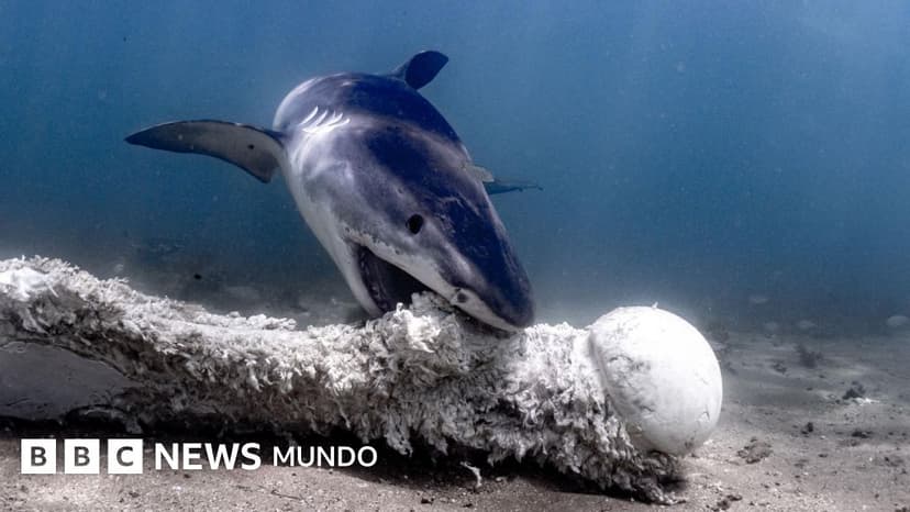 "Los contenedores de basura del océano": la dieta salvaje de los tiburones más temibles