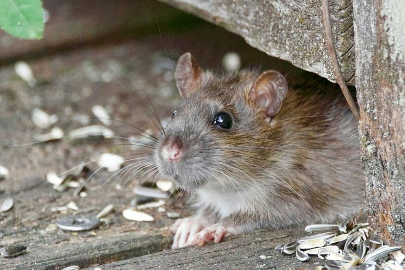 Los expertos en plagas coinciden: "la mejor forma de ahuyentar a las ratas en casa es cultivar estas plantas aromáticas"