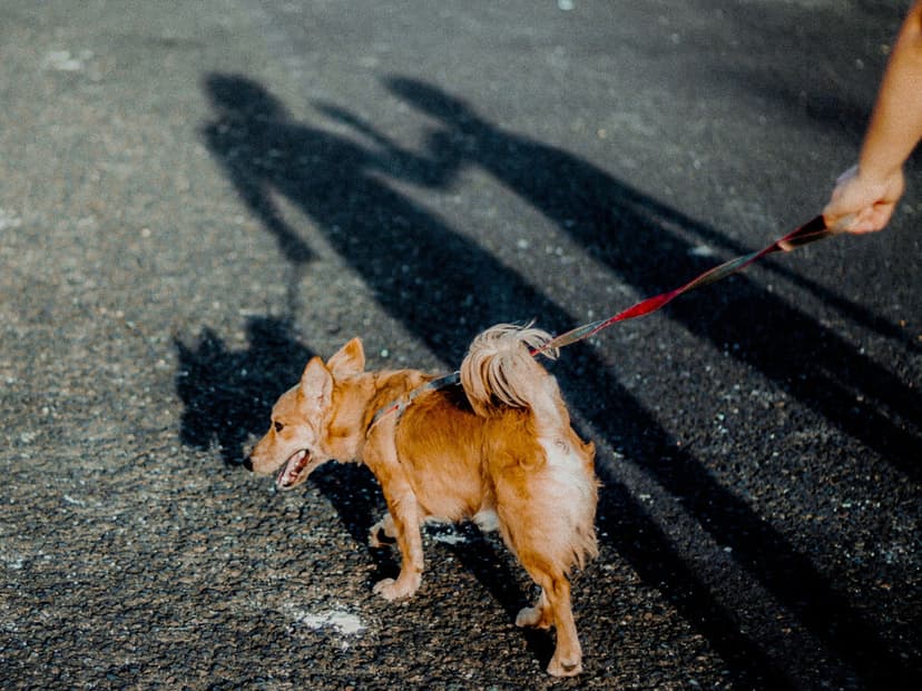 Los veterinarios coinciden: "Pasear a tu perro en asfalto cuando hace sol puede causar este daño invisible"