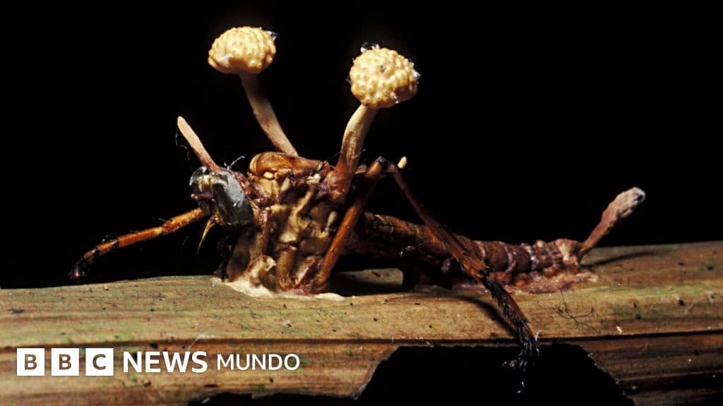 "Los zombis son algo patente y casi que predominante en el mundo animal"