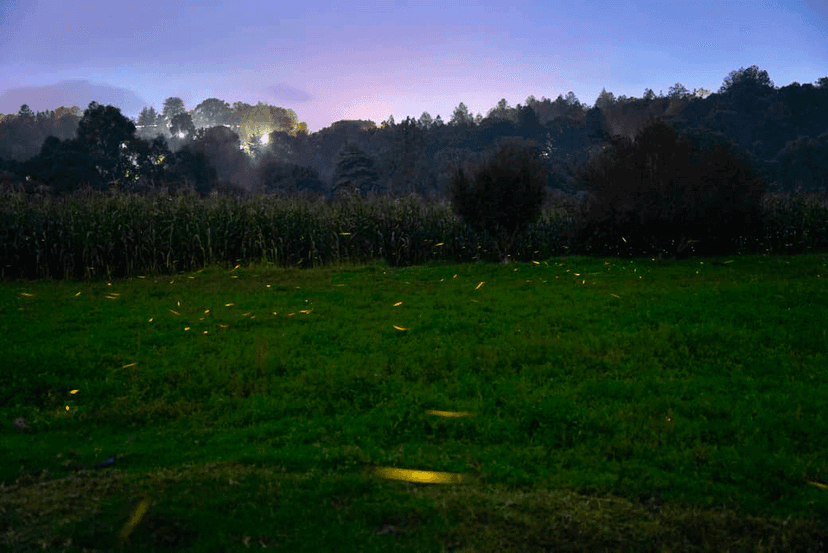 Maatawi, el santuario de luciérnagas que resguarda la última comunidad matlatzinca