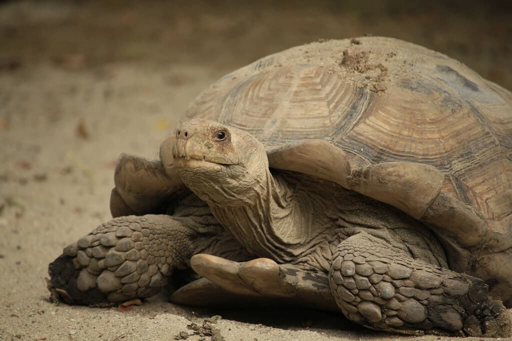 Mientras todos plantaban árboles para recuperar el Sahara, 500 tortugas terminaron dando mejores resultados