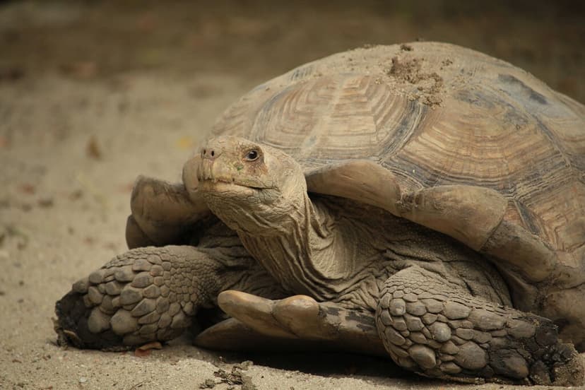 Mientras todos plantaban árboles para recuperar el Sahara, 500 tortugas terminaron dando mejores resultados