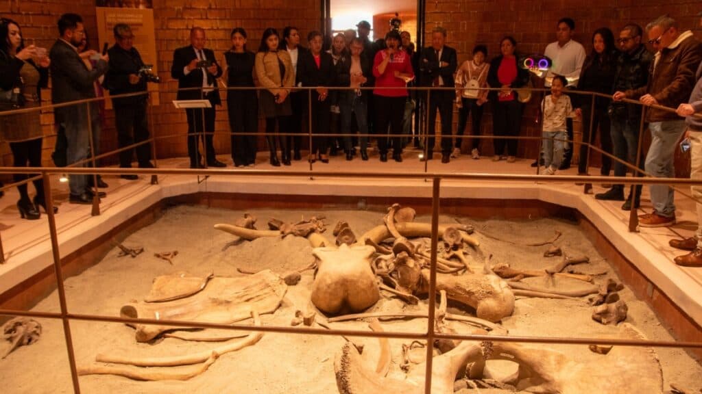 Museo del Mamut gratis en Tultepec: conoce su esqueleto de 7 metros y trampas prehistóricas
