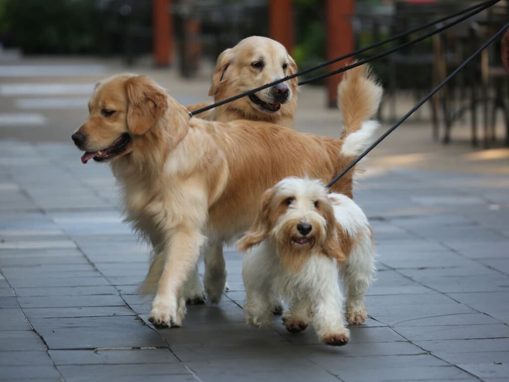 Pasear a tu perro sin correa en CDMX podría implicar arresto de hasta 36 horas con esta propuesta del PAN