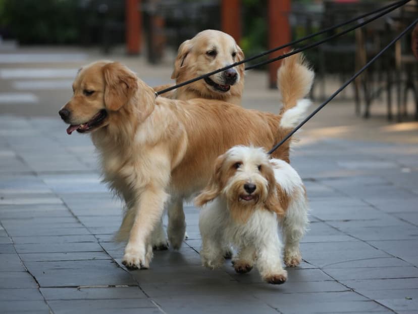 Pasear a tu perro sin correa en CDMX podría implicar arresto de hasta 36 horas con esta propuesta del PAN