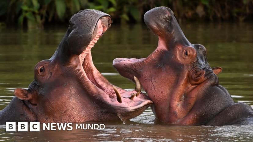 Por qué el gobierno de Colombia sacrificará a 80 de los hipopótamos de Pablo Escobar