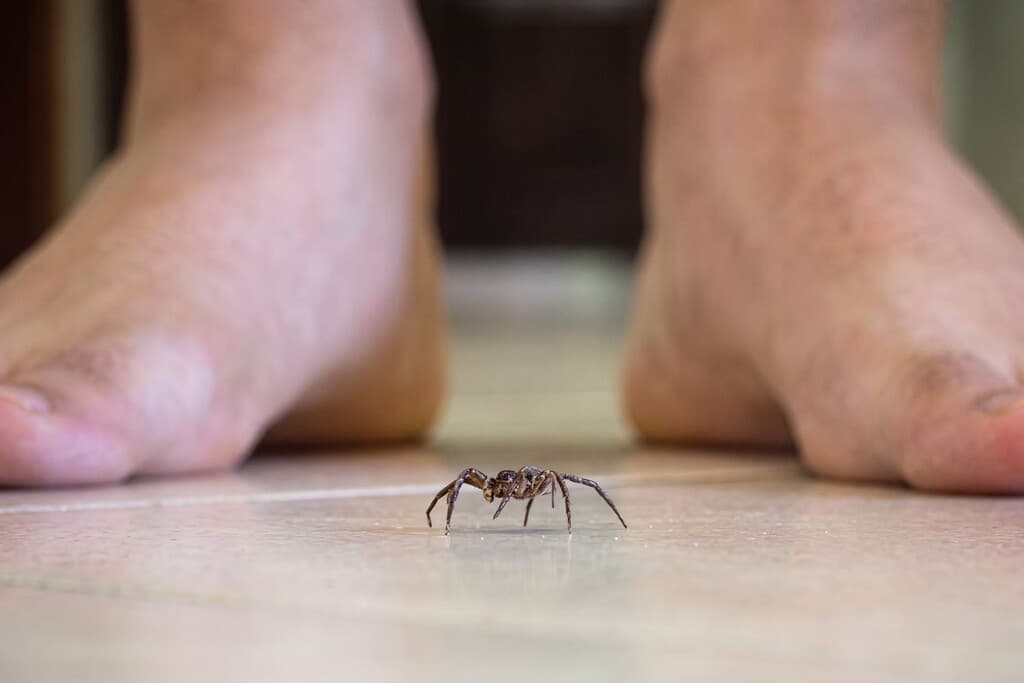 Por qué no se deben pisar las arañas que veas en casa. Ni por error lo hagas