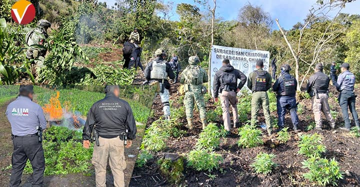 ¡Queman más de 24 mil plantas de mariguana en Santiago El Pinar!