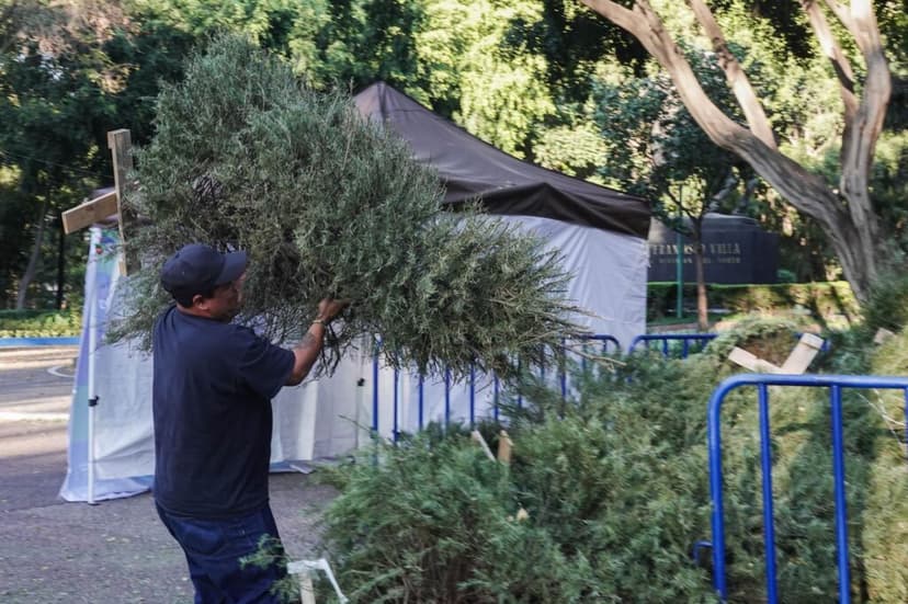 Recicla tu árbol de Navidad en CDMX y obtén entradas al 2×1 en Africam Safari