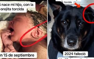 Su perro murió, pero al partir dejó una señal de amor, el hijo de su cuidador nació con la orejita doblada como Tyson