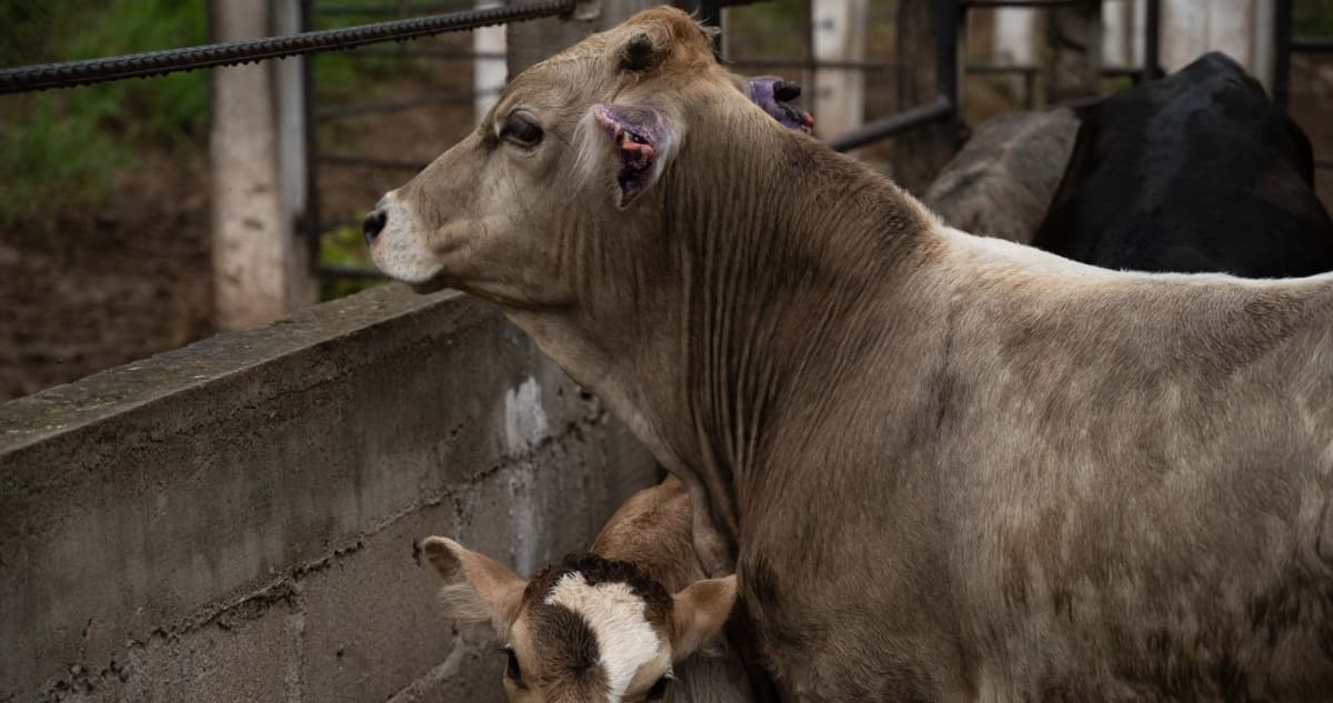 Texas declara estado de desastre ante la propagación del gusano barrenador en México