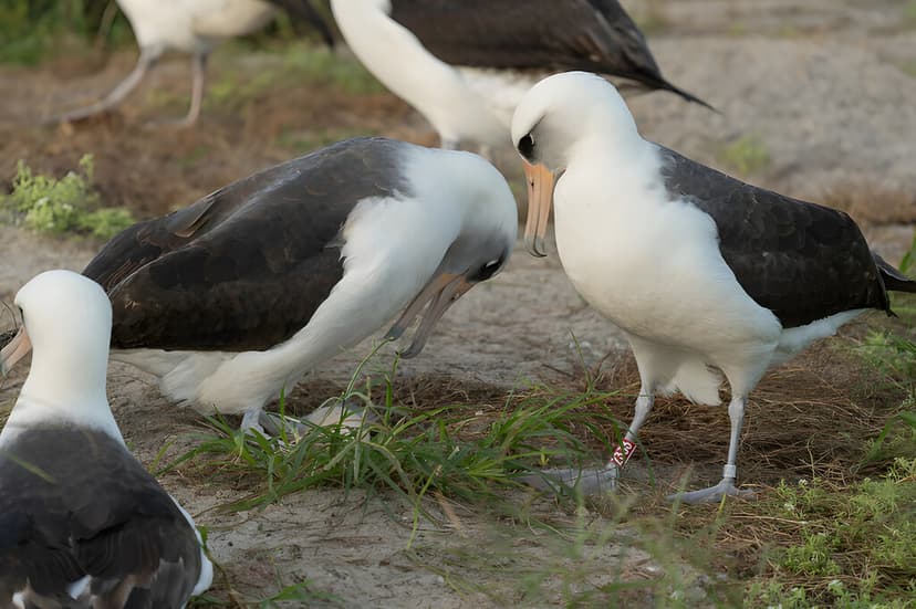 Un biólogo le puso un anillo en 1956 en Midway. 70 años después, esta hembra de albatros todavía regresa a tener crías
